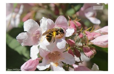 L'abeille et la fleur