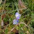 Premières fleurs de l'année