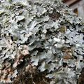  Les lichens sont-ils une menace pour les arbres ?