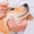 Nettoyer les yeux du chien : conseils et astuces