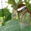 Papillon de Glasswing