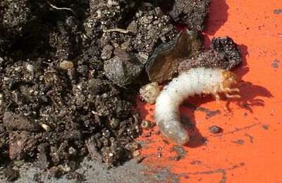 Avec les nématodes, les vers blancs vont trinquer naturellement