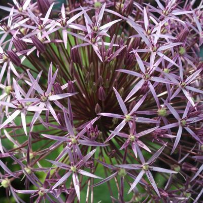 Beautés du jardin...