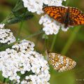 Papillons des Alpes