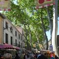 Les cerises de Céret