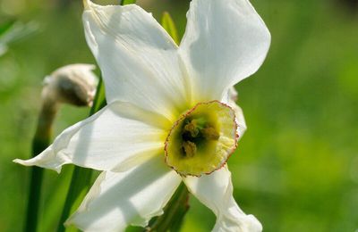 Paradis des fleurs