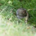 Petit rat à la toilette....