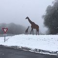 FIN de la "trêve hivernale"... En ce 4 avril 2019 il fait 1°C dehors.