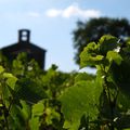 La chapelle dans les vignes