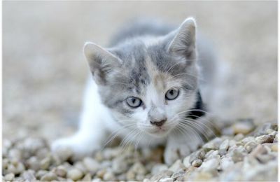 La vente d’animaux pour les particuliers