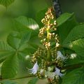 fleurs de maronnier