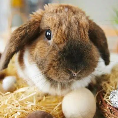 Le Lapin de Pâques 2025 de Luna