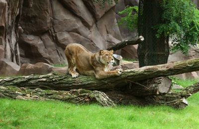 Zoo d'Anvers : premier « accroc » dans la cohabitation lions-mangoustes