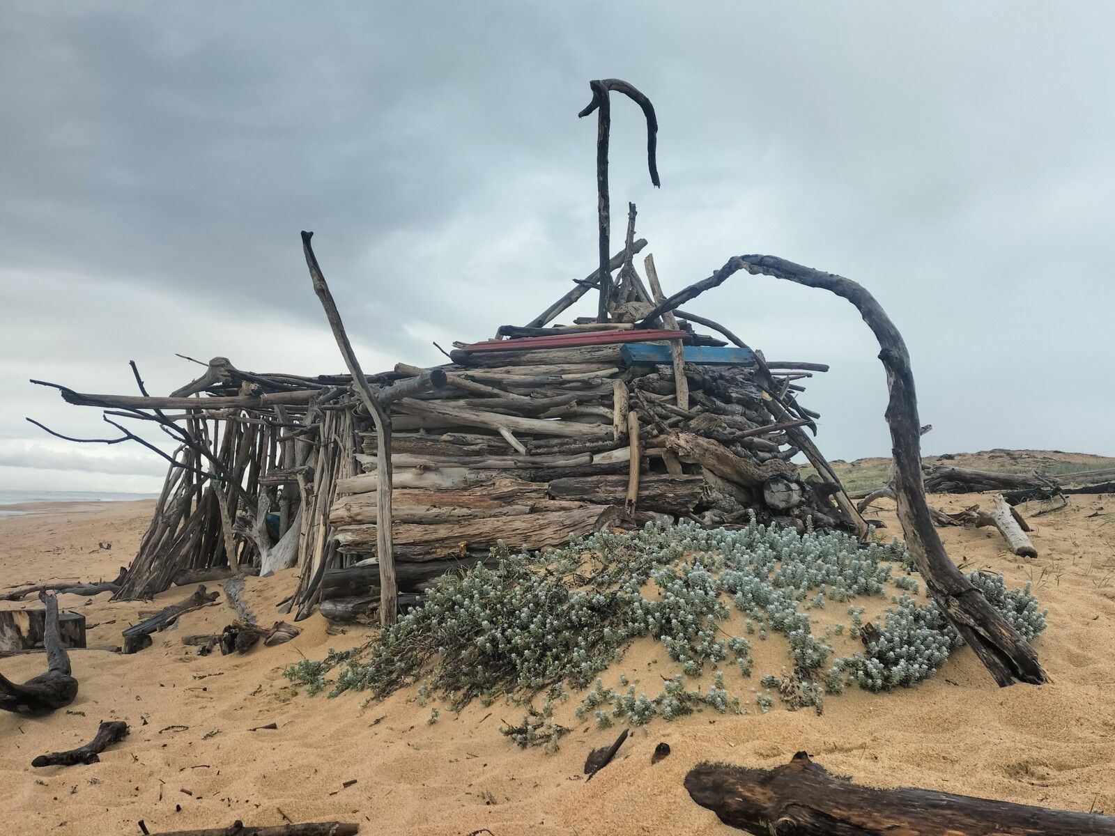 Tarnos, plage du métro, villa en bois flotté, terrasse fleurie, mars 2025... (40)