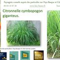 🌿 Citronnelle cymbopogon giganteus par Paysagiste Pays Basque Paysagiste Landes.