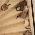 Soirée chats dans l'escalier!