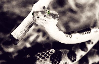 Green eyed Rattle Snake