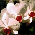 Les orchidées aux délicates fleurs envoûtantes…