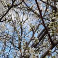 Jardin d'hiver mi-Février 2022 (complété)