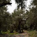 au milieu de l'oliveraie d'Afensou l'oued et les