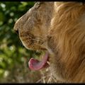 langue de lion