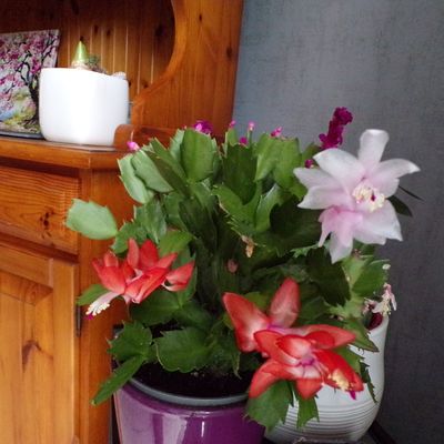 Plantes d'appartement : des nouvelles du cactus de Noël et autres plantes