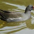 La REVUE DE PRESSE NORMANDE de Poule d'eau (de retour de vacances !)