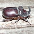 Oryctes nasicornis - Rhinocéros