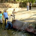 Que se passe t il dans les zoos !? L'ONU fait un pas en avant, la FNSEA, un, en arriere... L'actu de la semaine.