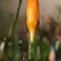 Premières couleurs au jardin