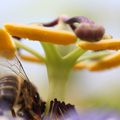 Délicieux repas de l'abeille à miel