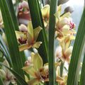 Cymbidium divers