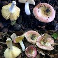 Russule languissante (Russula veternosa)