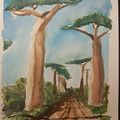 Allée de baobabs -Madagascar 