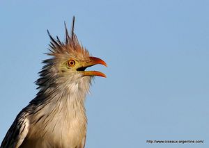 les Oiseaux d'argentine