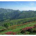 Entre Aspe et Ossau, rhododendrons