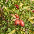 Confiture d'églantines (ou de cynorrhoddons)