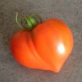 Coeur de tomate