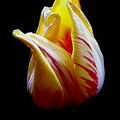La tulipe du vent (3)