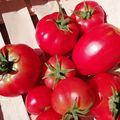 Panier de la semaine
