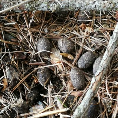 Traces d'animaux dans les Alpes