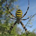 Argiope bruennichi ( Argiope frelon)