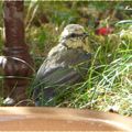 ♥ Visite d'un juvénile mésange bleue ♥