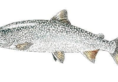 Règlementation pour 2026