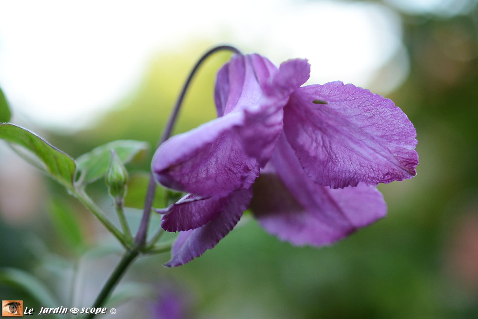 Clematis integrifolia Alionushka