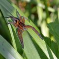 Dolomedes sp Latreille, 1804