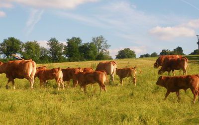 Elevage de vaches limousine