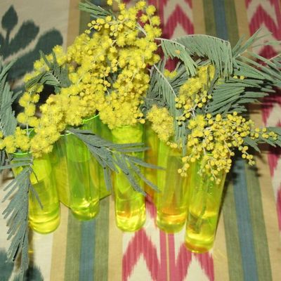 une odeur de mimosa .....