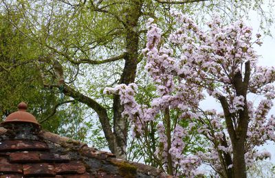 Un petit sourire du Japon : le prunus serrulata
