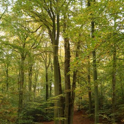 le chêne cuve, de la Forêt de Brotonne